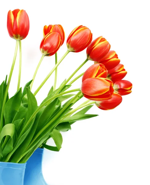 Frische Tulpen in Stiefeln — Stockfoto
