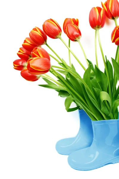 Tulipanes frescos en botas — Foto de Stock