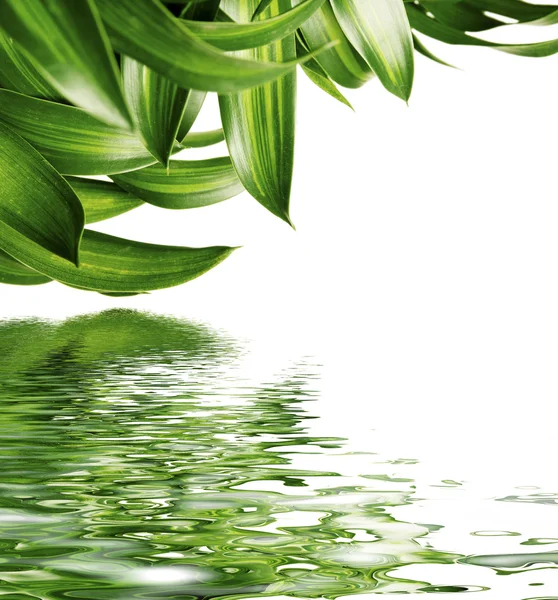 Leaves reflecting in the water — Stock Photo, Image