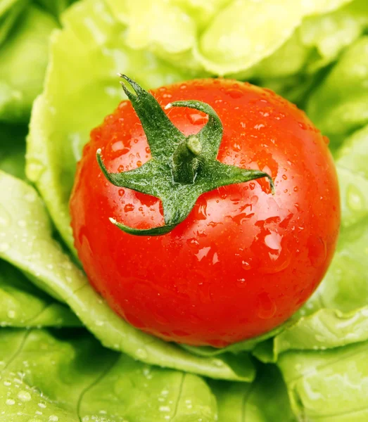 Tomaten und Salat — Stockfoto