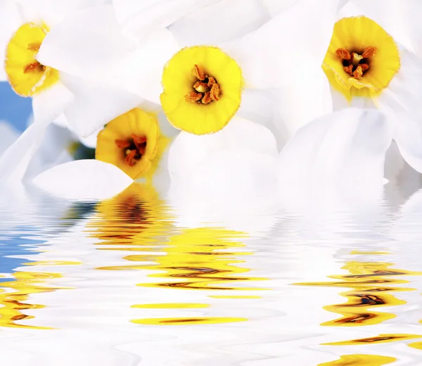 Нарцисс — стоковое фото