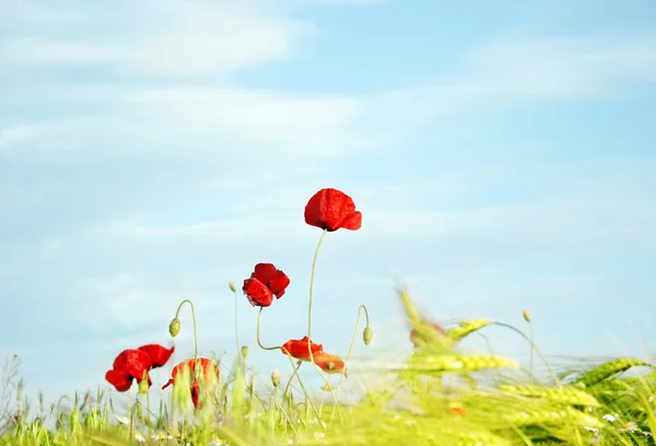 Poppy gökyüzü — Stok fotoğraf
