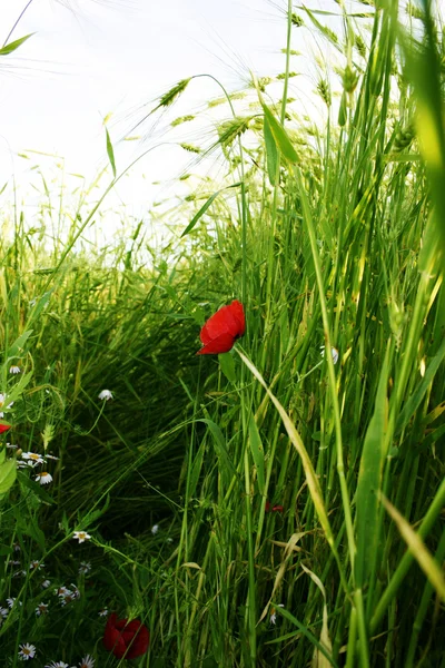 Poppy çayırda — Stok fotoğraf