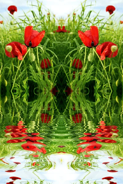 stock image Red poppy