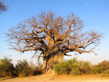 Baobab tree clipart