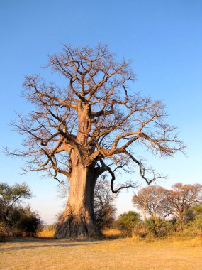 Baobab ağacı