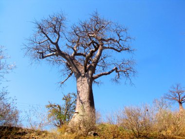 Baobab ağacı