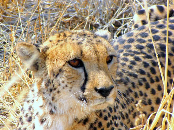 Dziki gepard — Zdjęcie stockowe