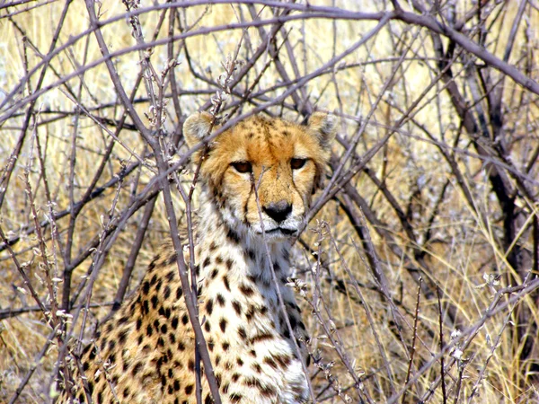 Divoký gepard — Stock fotografie