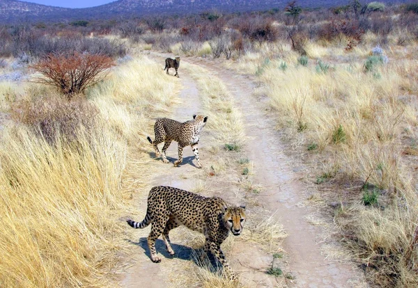 Dziki gepardy — Zdjęcie stockowe