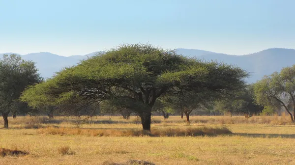 Landschap met acacia — Stockfoto