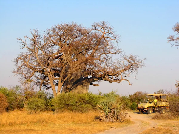 Albero di baobab — Foto Stock