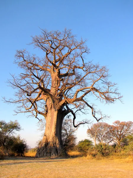 Δέντρο Baobab — Φωτογραφία Αρχείου