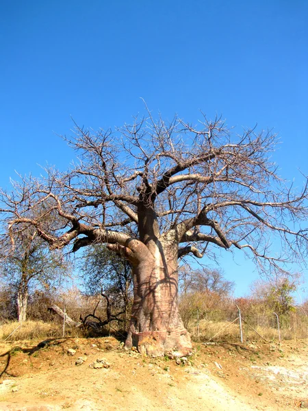 Träd från Baobab — Stockfoto