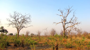 Chobe Ulusal Parkı