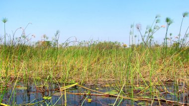 Okavango Deltası