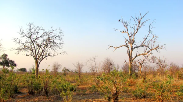 Chobe nationalpark — Stockfoto