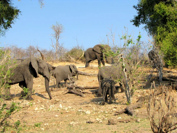 Park Narodowy Chobe — Zdjęcie stockowe