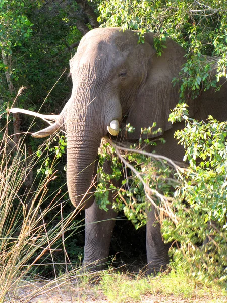 Elefante africano — Fotografia de Stock