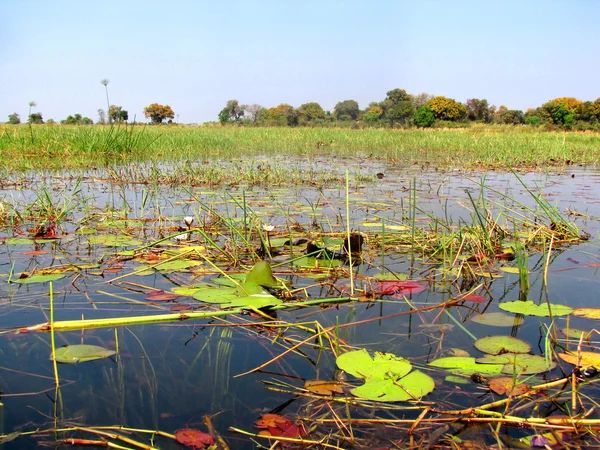 River Okavango — Stock Photo, Image