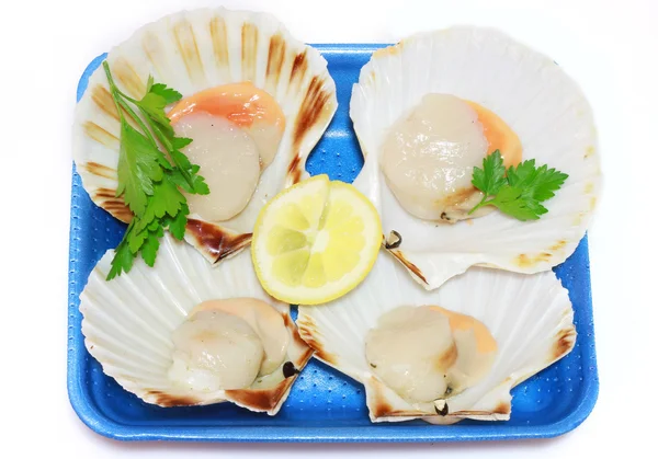 Seafood scallop — Stock Photo, Image