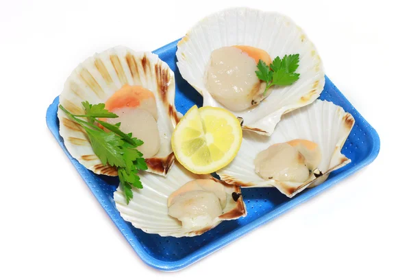 Vieira de frutos do mar — Fotografia de Stock