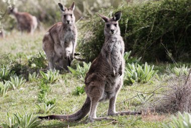 Australian Grey Kangaroo clipart