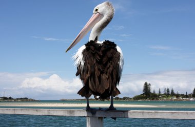 Australian Pelican clipart