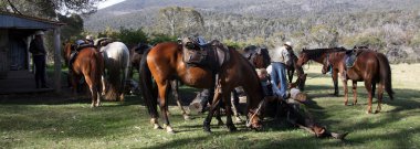 Group of Horse Riders in the Outback clipart