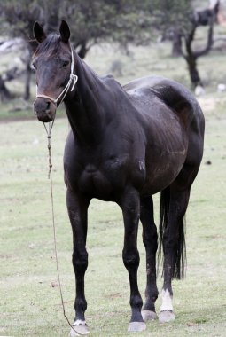 Bush Avustralya at