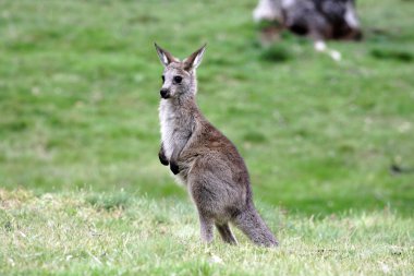 Australian Grey Kangaroo clipart