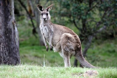 Avustralya gri kanguru