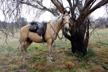 Australian Horse in the Bush clipart