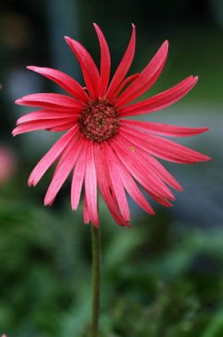 parlak kırmızı ve sarı flowe