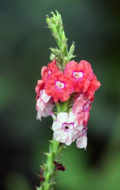 parlak kırmızı ve sarı flowe