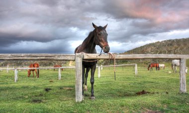 Australian Horse clipart
