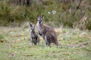 joey ile Avustralya wallaby