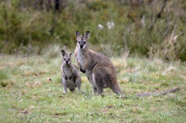 Australian Wallaby and joey clipart