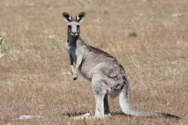 Avustralya gri kanguru