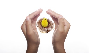Easter Chick in Nest clipart