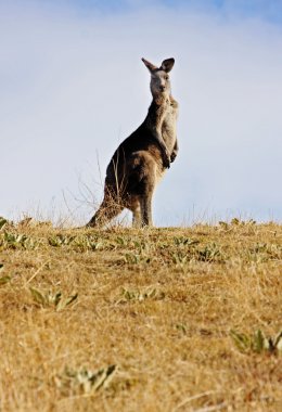 Ücretsiz outback bush dolaşım Avustralya kanguru