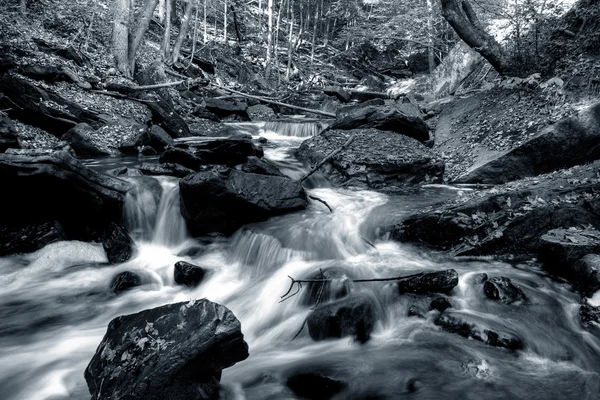 Дрібні лісові річка — стокове фото
