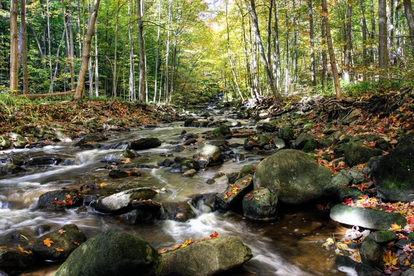 Río pequeño bosque — Foto de Stock