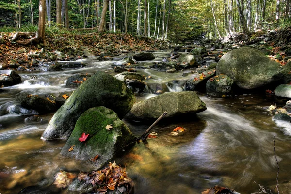 Μικρό δάσος του ποταμού — Φωτογραφία Αρχείου