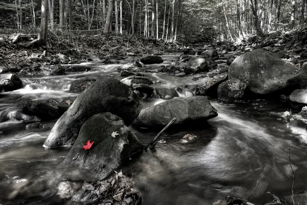 Kleiner Waldfluss — Stockfoto