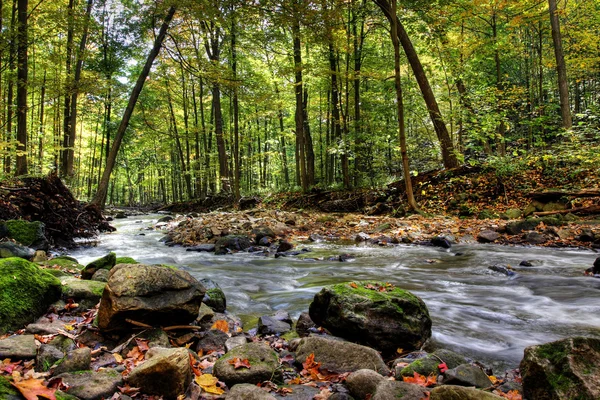 Kleiner Waldfluss — Stockfoto