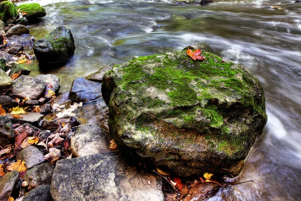Turuncu akçaağaç yaprağı — Stok fotoğraf