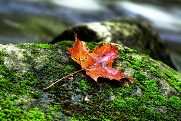 stock image Orange maple leaf