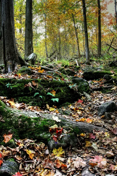 Bosque canadiense en otoño — Foto de Stock