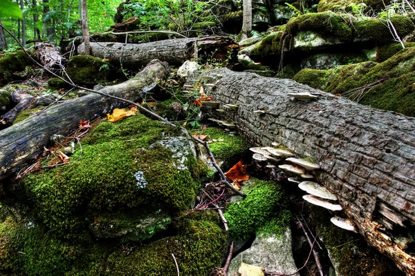 ป่าแคนาดาในฤดูใบไม้ร่วง — ภาพถ่ายสต็อก